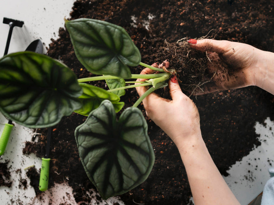 5 Benefits of Owning a Kitchen Food Composter