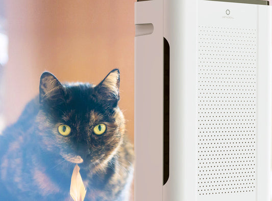 air purifier for pet