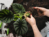 Hands gently separate a plant from its soil, surrounded by dirt and gardening tools.