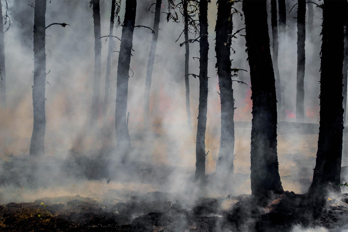 Wildfire Smoke and Air Quality: Essential Home Solutions to Breathe Cleaner Indoors