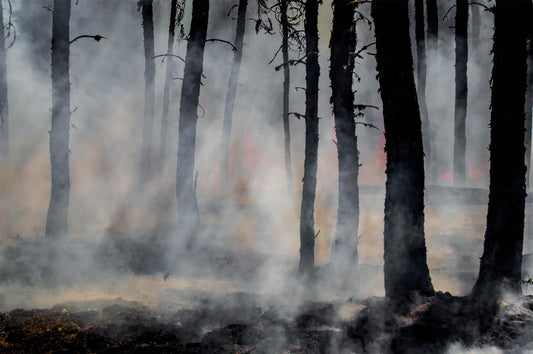 Wildfire Smoke and Air Quality: Essential Home Solutions to Breathe Cleaner Indoors